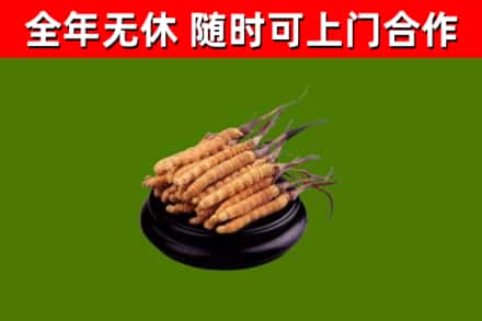 共和回收散虫草