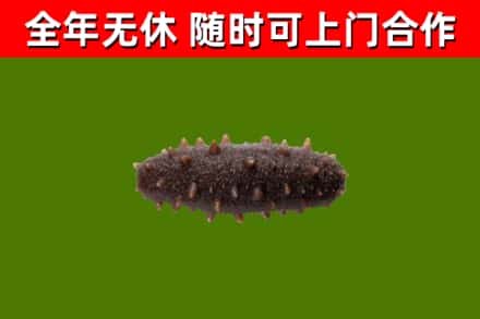 共和回收海参干